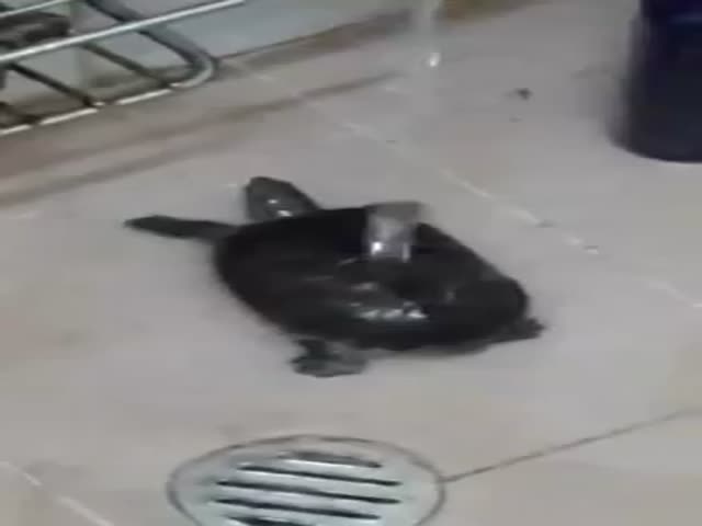 Adorable Turtle Enjoying a Shower  (VIDEO)