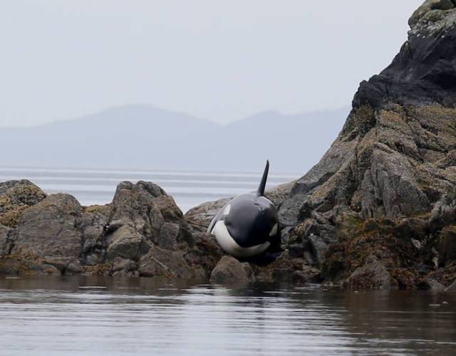 Caring Volunteers Help Beached Orca Whale Survive During Low Tide