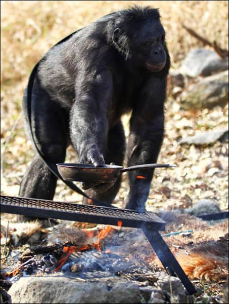 The Fire Making Monkey That Can Cook His Own Food