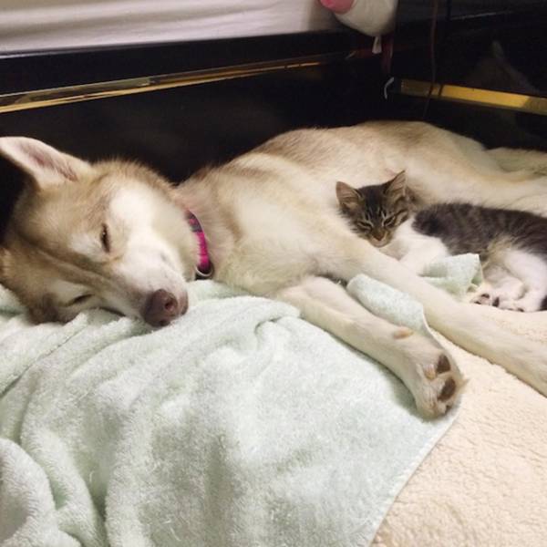Caring Husky Nurtures an Ill Rescue Kitten Back to Health