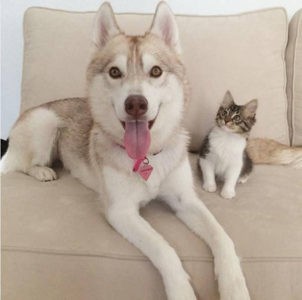 Caring Husky Nurtures an Ill Rescue Kitten Back to Health