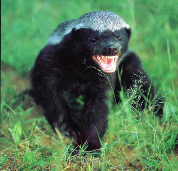 Some Fun Facts about the Honey Badger That You Will be Surprised to Learn