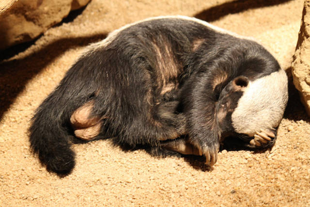 Some Fun Facts about the Honey Badger That You Will be Surprised to Learn