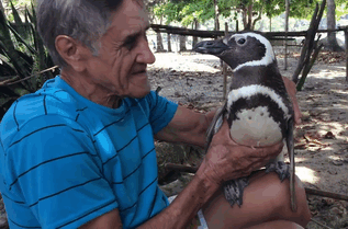 Man Saves A Penguin Who Now Swims 8,000 Km To See The Man Every Year