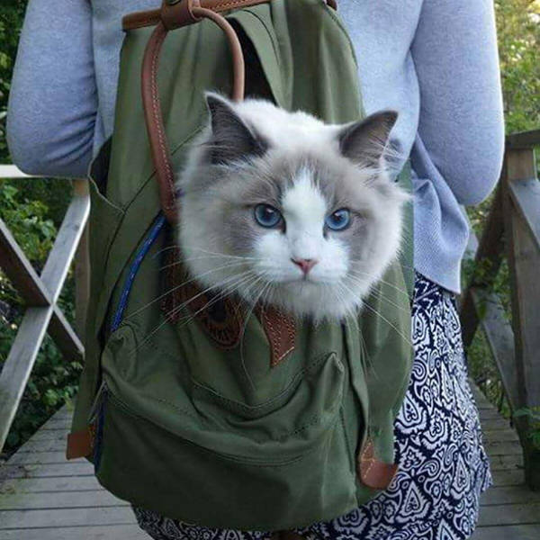 Going Camping With A … Cat?