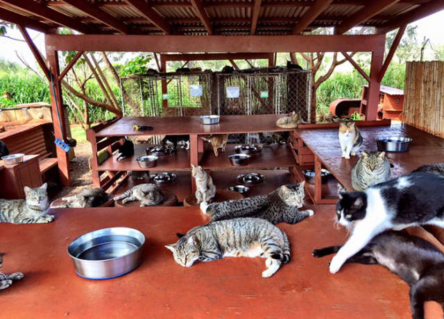There Is A Cat Sanctuary In Hawaii Where People Come From All Over The World To Pet Them