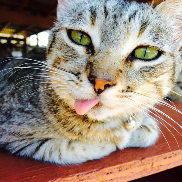 There Is A Cat Sanctuary In Hawaii Where People Come From All Over The World To Pet Them
