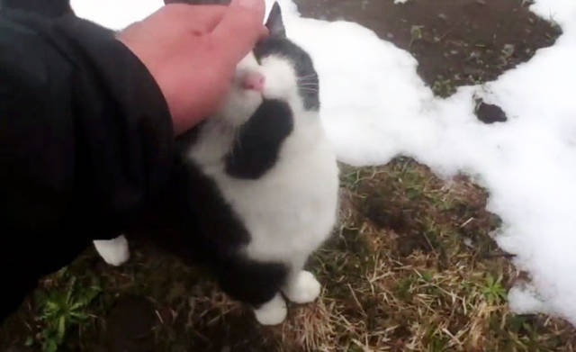 Cat Guides Lost Hikers Back To Civilization In The Swiss Mountains