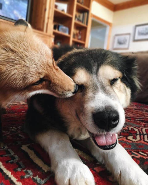 A Fox And A Dog: The Cutest Couple You Will Ever See