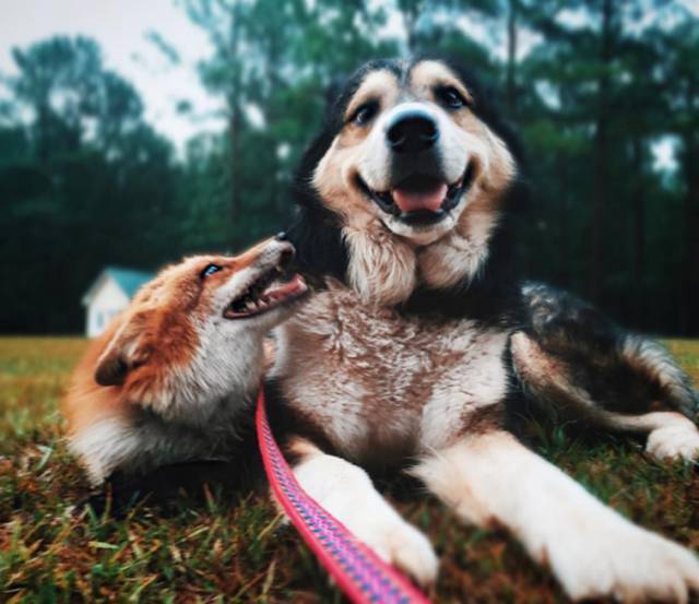 A Fox And A Dog: The Cutest Couple You Will Ever See