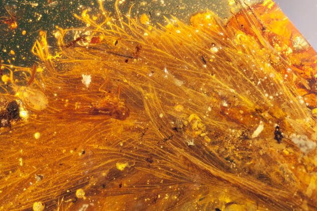99-Million-Years-Old Dinosaur Tail Covered In Feathers Was Found Preserved In Amber